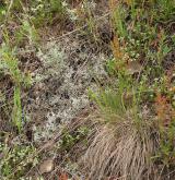 Podhorská acidofilní vegetace mělkých půd <i>(Hyperico perforati-Scleranthion perennis)</i>
