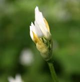česnek medvědí <i>(Allium ursinum)</i> / Květ/Květenství