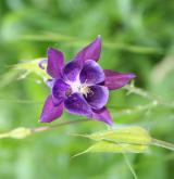 orlíček obecný <i>(Aquilegia vulgaris)</i> / Květ/Květenství
