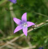 zvonek rozkladitý <i>(Campanula patula)</i> / Květ/Květenství