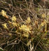 ostřice nízká <i>(Carex humilis)</i> / Květ/Květenství