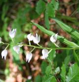 okrotice dlouholistá <i>(Cephalanthera longifolia)</i> / Květ/Květenství