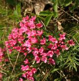 lýkovec vonný <i>(Daphne cneorum)</i> / Květ/Květenství