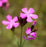 hvozdík kartouzek <i>(Dianthus carthusianorum)</i>