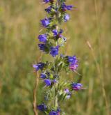 hadinec obecný <i>(Echium vulgare)</i>