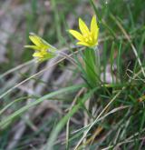 křivatec rolní <i>(Gagea villosa)</i> / Květ/Květenství