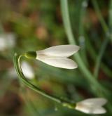 sněženka podsněžník <i>(Galanthus nivalis)</i> / Květ/Květenství