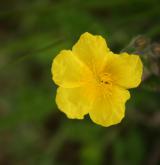 devaterník velkokvětý <i>(Helianthemum grandiflorum)</i> / Květ/Květenství