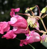 netýkavka žláznatá <i>(Impatiens glandulifera)</i>