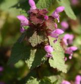 hluchavka nachová <i>(Lamium purpureum)</i> / Květ/Květenství