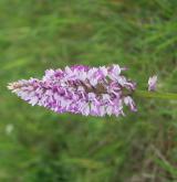 vstavač vojenský <i>(Orchis militaris)</i> / Květ/Květenství