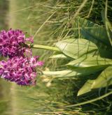 vstavač vojenský <i>(Orchis militaris)</i> / Habitus