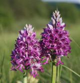 vstavač vojenský <i>(Orchis militaris)</i> / Květ/Květenství