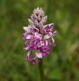 vstavač vojenský <i>(Orchis militaris)</i> / Květ/Květenství
