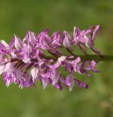 vstavač vojenský <i>(Orchis militaris)</i> / Květ/Květenství