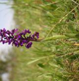 vstavač kukačka <i>(Orchis morio)</i> / Habitus