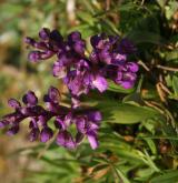 vstavač kukačka <i>(Orchis morio)</i> / Květ/Květenství