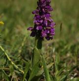 vstavač kukačka <i>(Orchis morio)</i> / Květ/Květenství