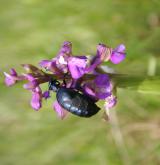 vstavač kukačka <i>(Orchis morio)</i> / Květ/Květenství