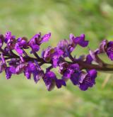 vstavač kukačka <i>(Orchis morio)</i> / Květ/Květenství
