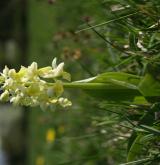 vstavač bledý <i>(Orchis pallens)</i> / Habitus