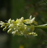 vstavač bledý <i>(Orchis pallens)</i> / Květ/Květenství