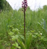 vstavač nachový  <i>(Orchis purpurea)</i> / Habitus