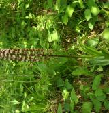 vstavač nachový  <i>(Orchis purpurea)</i> / Květ/Květenství