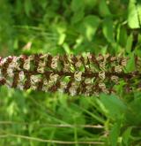 vstavač nachový  <i>(Orchis purpurea)</i> / Květ/Květenství