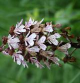 vstavač nachový  <i>(Orchis purpurea)</i> / Květ/Květenství