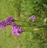 vstavač trojzubý <i>(Orchis tridentata)</i> / Habitus