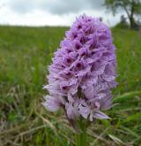 vstavač trojzubý <i>(Orchis tridentata)</i> / Květ/Květenství