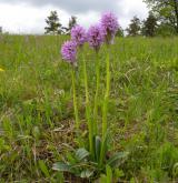 vstavač trojzubý <i>(Orchis tridentata)</i> / Habitus