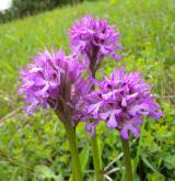 vstavač trojzubý <i>(Orchis tridentata)</i> / Květ/Květenství