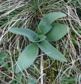 vstavač trojzubý <i>(Orchis tridentata)</i> / List