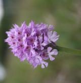 vstavač trojzubý <i>(Orchis tridentata)</i> / Květ/Květenství