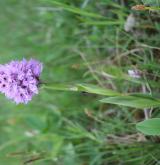 vstavač trojzubý <i>(Orchis tridentata)</i> / Květ/Květenství