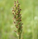 vstavač trojzubý <i>(Orchis tridentata)</i> / Květ/Květenství