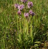 vstavač trojzubý <i>(Orchis tridentata)</i> / Habitus