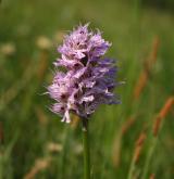 vstavač trojzubý <i>(Orchis tridentata)</i> / Květ/Květenství