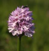 vstavač trojzubý <i>(Orchis tridentata)</i> / Květ/Květenství