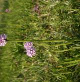 vstavač trojzubý <i>(Orchis tridentata)</i> / Habitus