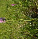 vstavač trojzubý <i>(Orchis tridentata)</i> / Habitus