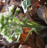 devětsil bílý <i>(Petasites albus)</i> / Květ/Květenství