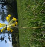 prvosenka jarní <i>(Primula veris)</i> / Květ/Květenství