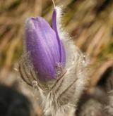 koniklec velkokvětý <i>(Pulsatilla grandis)</i> / Květ/Květenství