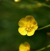 pryskyřník prudký <i>(Ranunculus acris)</i> / Květ/Květenství