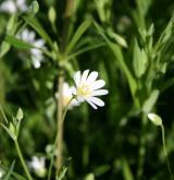 ptačinec velkokvětý <i>(Stellaria holostea)</i> / Květ/Květenství