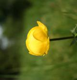 upolín nejvyšší <i>(Trollius altissimus)</i> / Květ/Květenství