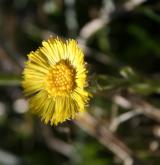 podběl lékařský <i>(Tussilago farfara)</i> / Květ/Květenství